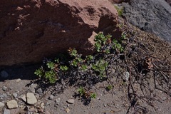 Penstemon davidsonii davidsonii
