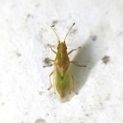 Cymidae