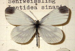 Leptidea sinapis