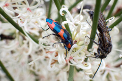 Castiarina grata