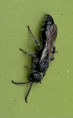 Tiphiinae