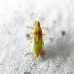 Cymidae