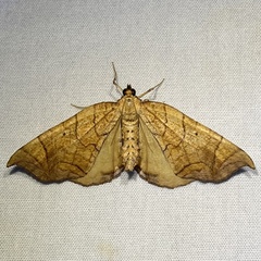 Eulithis diversilineata