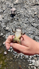 Rana boylii