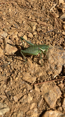 Idiostatus californicus