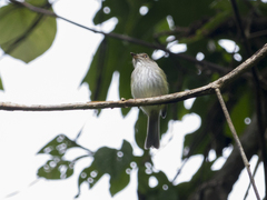 Atalotriccus pilaris