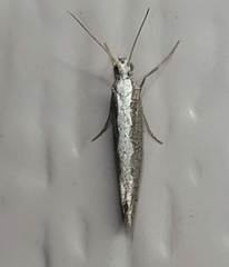 Plutella xylostella-australiana