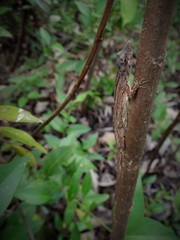 Anolis ustus