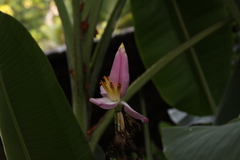 Musa ornata