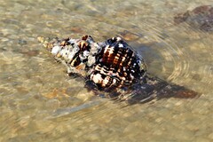 Triplofusus giganteus