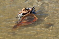 Triplofusus giganteus