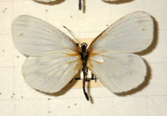 Leptidea sinapis