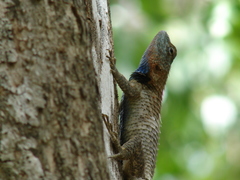 Sceloporus lundelli