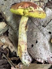 Hemileccinum rubropunctum