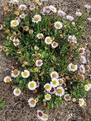 Erigeron glaucus
