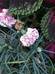 Dianthus caryophyllus