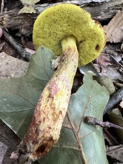 Hemileccinum rubropunctum