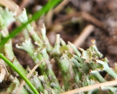 Cladonia gracilis
