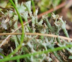 Cladonia gracilis
