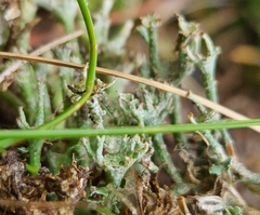 Cladonia gracilis