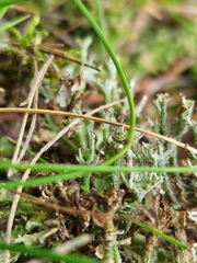 Cladonia gracilis