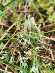 Cladonia gracilis