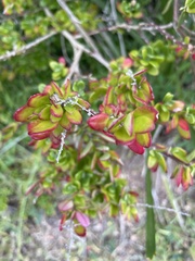 Rhagodia candolleana