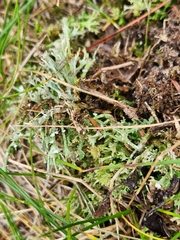 Cladonia gracilis