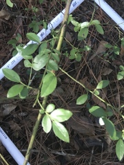 Vaccinium elliottii