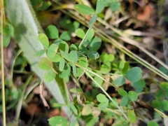 Trifolium