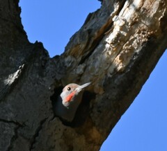Colaptes auratus cafer