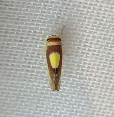 Colladonus clitellarius