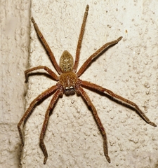 Neosparassus diana