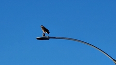 Buteo jamaicensis