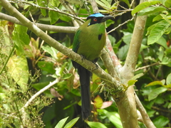 Momotus aequatorialis