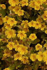 Erythranthe floribunda