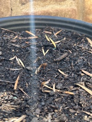Acer pictum