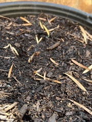 Acer pictum