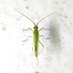 Trigonotylus