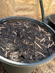 Acer pictum