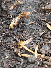 Acer pictum
