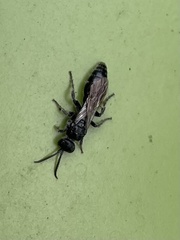 Tiphiinae