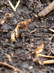 Acer pictum