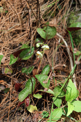 Pyrola japonica