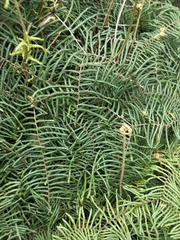 Gleichenia microphylla