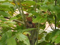 Cranioleuca erythrops