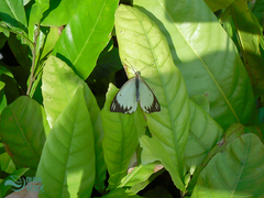 Ascia monuste orseis