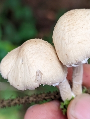Candolleomyces candolleanus