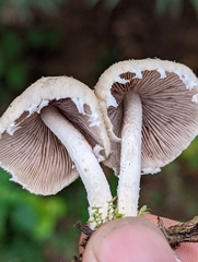 Candolleomyces candolleanus
