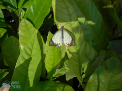 Ascia monuste orseis